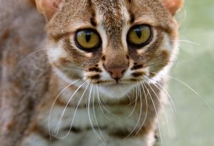 Ръждивопетнистата котка - коте джобен формат
