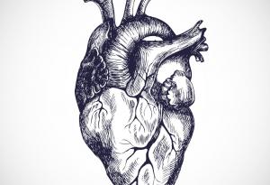 Това е първият подробен атлас на човешкото сърце