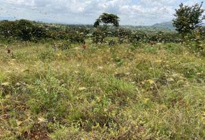 Oткриха спирачка за канибализма при скакалците