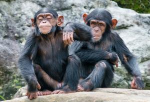 Шимпанзета помагат на учените да открият растения, които могат да се превърнат в лекарства