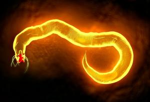 Изменението на климата може да увеличи икономическите щети, причинени от нематоди