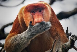 Най-голям нос