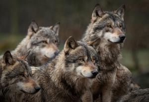 Странен паразит увеличава значително шансовете на даден вълк да оглави глутницата