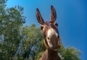 Виц: Магарето ритна тъщата