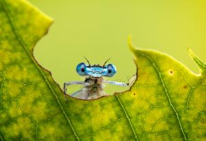 Как насекомите могат да развият кръговата икономика