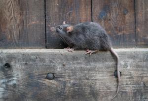 Плъховете също имат своята "мадлена на Пруст"