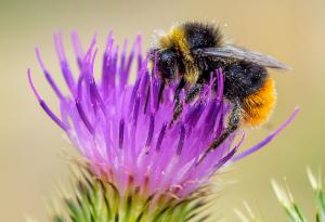 Някои видове пчели са толкова умни, че могат да решават сложни задачи