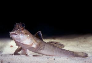 Съществува ли сухоземна риба?