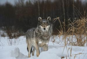 Вълците-мутанти от Чернобил са развили противоракови способности