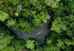 Откриха два нови вида растения в Перу