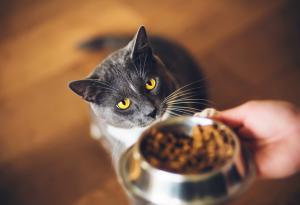 Котките имат “супербързо” обоняние, което ги прави изключително ефективни в откриването на храна