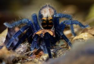 Най-големият паяк в света