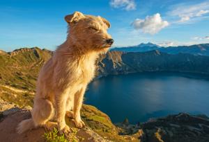 Вашето куче наистина би се опитало да ви спаси, ако знае как