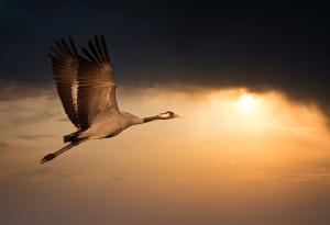 Топлото време задържа мигриращите жерави в Унгария по-дълго 