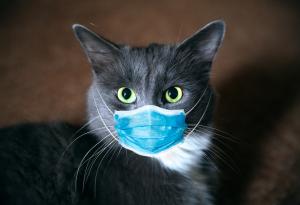 Котка в Белгия: Първият потвърден случай на предаване на COVID-19 от човек към котка
