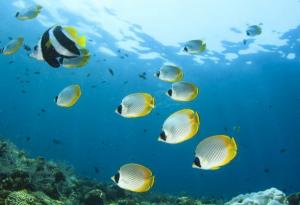 Учени откриха "говорещи риби"