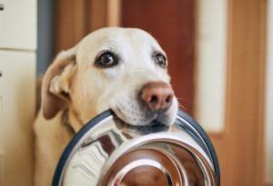 Как да храним нашите домашни любимци правилно (подкаст)