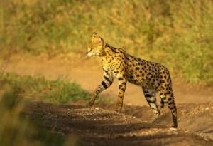 Жена от Атланта се събуди и завари голяма екзотична котка в леглото си