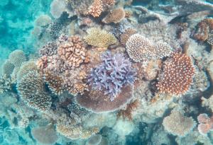 От 1995-а насам сме изгубили над 50% от коралите в Големия бариерен риф
