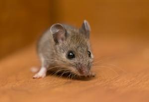 Ново лечение възстановява зрението на слепи мишки