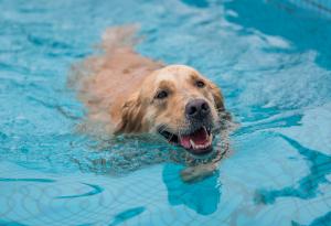Плуването е полезно за вашето куче