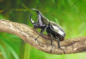 Представиха дистанционно управлявани бръмбари-киборги за спасителни операции