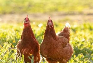 Виц: Имаш ли две ризи, дай едната на ближния