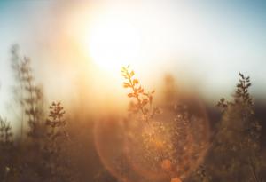 Последиците от топлата зима и изменението на климата