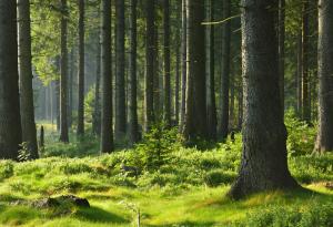 Часът на Земята чества Международния ден на гората