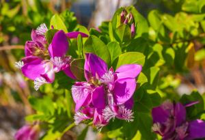 Откриха нов вид растение с целебни свойства в карстова пещера в Китай