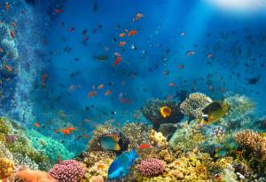 Учени картографираха най-големия засега дълбоководен коралов риф край атлантическото крайбрежие на САЩ