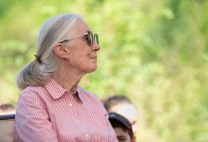 Джейн Гудол почина на 91 години – световноизвестната приматоложка остави вечна следа в науката и природозащитата
