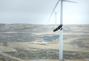 Умни камери изключват вятърните турбини, когато засекат приближаващи птици