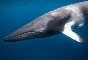 Как се храни южния малък ивичест кит