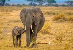 Слоновете имат арсенал от генетични защитни механизми срещу рака