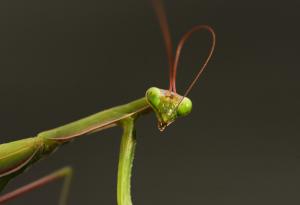 Убийство от любов