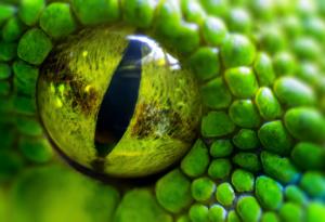 Изследване разкрива как змиите са получили еволюционно предимство пред конкуренцията 