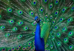 Чарлс Дарвин и загадката на пауновата опашка