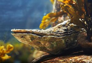 Протеинът от „кръвта“ на стридите помага в борбата със супербактерии