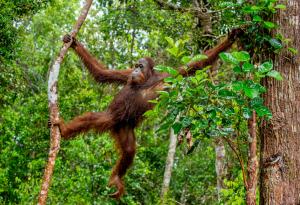 Кой е най-тежкият дървесен обитател