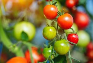 Увеличиха значително нивата на витамин D в доматите чрез „генетична ножица“