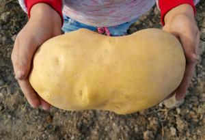 Ще направят ДНК тест на „най-големия картоф в света“, за да се уверят, че е картоф