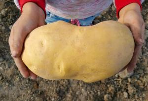 Оказва се, че „най-големият картоф в света“ всъщност не е картоф