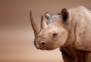 Роговете на носорозите вече не са такива, каквито бяха някога. И ние сме си виновни