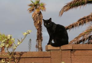 Виц: Как си?