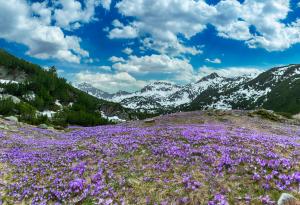 Застрашени растения в страната, засегнати от климатичните промени