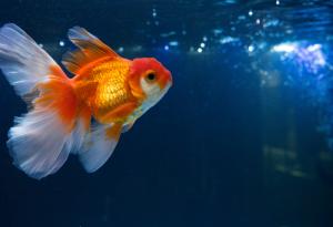 Виц: Руснак, германец и поляк срещнали Златната рибка