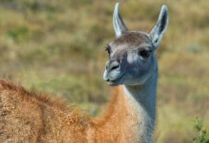 Да те наплюят от сърце