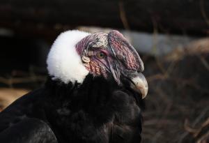 Най-едрата граблива птица в света