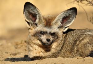 Дългоухата лисица - хищник с 50 зъба в устата